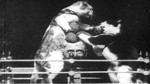 The Boxing Cats (prof. Welton's) (1894) afişi