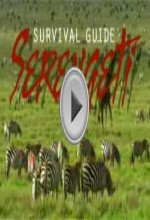 Wildlife In Serengeti  afişi