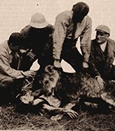 Alone In The Jungle (1913) afişi