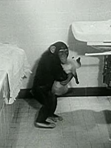 Animals In Action (1955) afişi