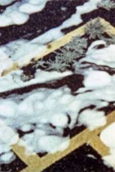 Blacktop: A Story Of The Washing Of A School Play Yard