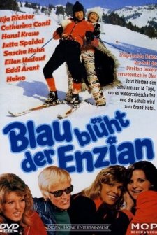 Blau Blüht Der Enzian