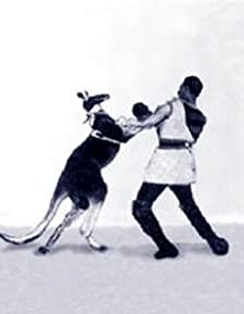 Das Boxende Känguruh