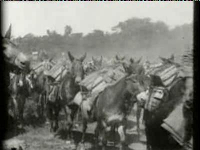 Pack Mules With Ammunition On The Santiago Trail, Cuba (1898) afişi Pack Mules With Ammunition On The Santiago Trail, Cuba (1898) afişi