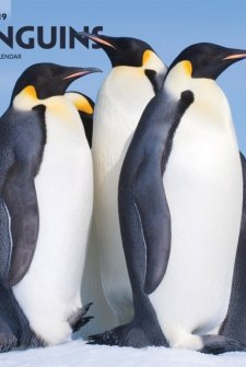 Penguins (2019) afişi