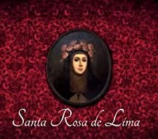 Rosa de Santa Maria