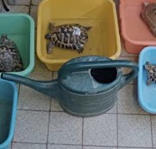 Schildkröten Panzer (2017) afişi