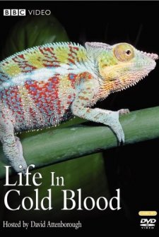 Soğuk Kanlı Yaşam