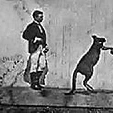 The Boxing Kangaroo (1896) afişi