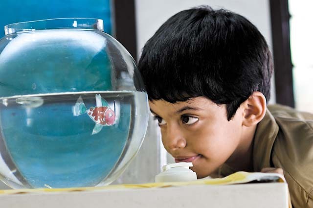 Darsheel Safary Fotoğrafı