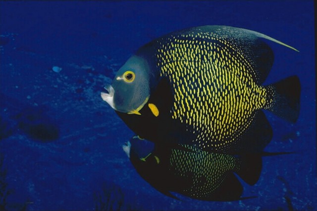 Xianghai Gu Fotoğrafı