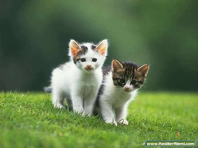 Xianghai Gu Fotoğrafı