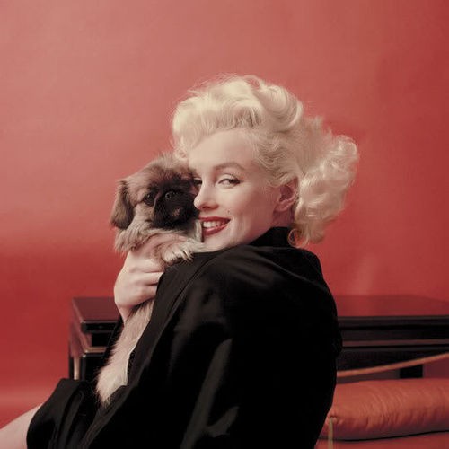 Marilyn Monroe Fotoğrafları 319