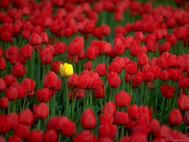 Asif Iqbal fotoğrafı