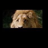 Aslan0nur