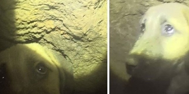 'Kuyu' köpeğin hikayesi film oluyor