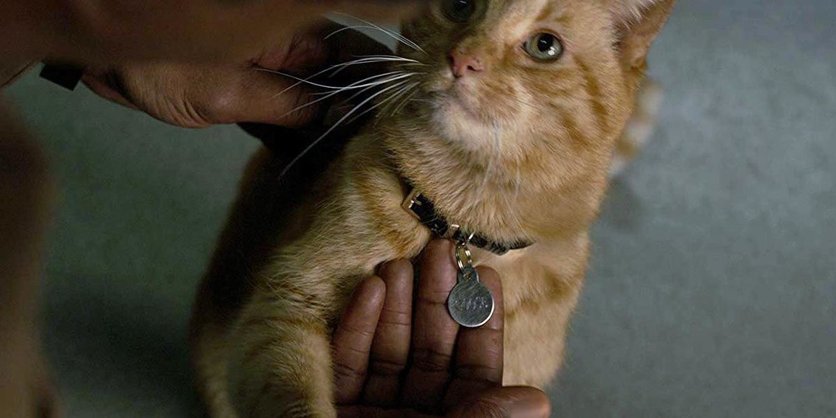 Captain Marvel'ın Kedisinin Adı Neydi? Captain Marvel'ın Kedisinin Adı Neydi?