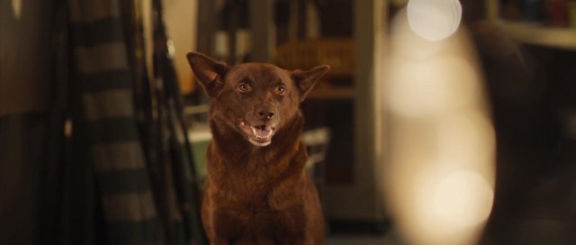 Kırmızı Köpek fotoğrafı