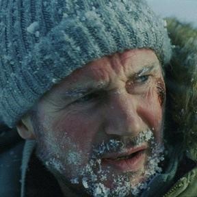 Gri Kurt Fotoğrafı