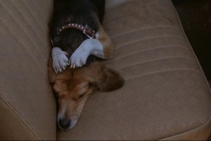 Used Cars fotoğrafı