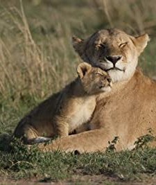 Big Cat Diary (1996) afişi