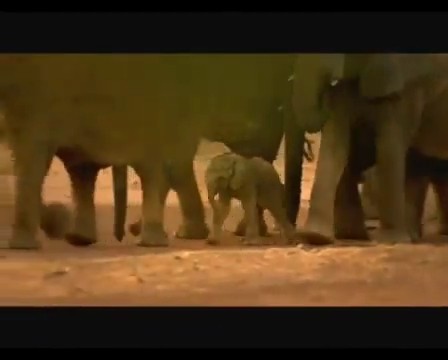 Büyük Göçler Fotoğrafı