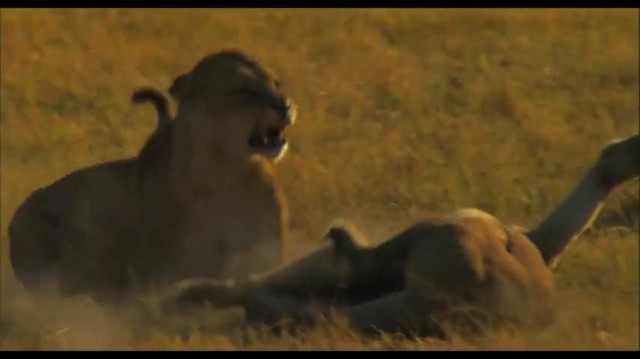 The Last Lions Fotoğrafı