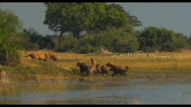 The Last Lions Fotoğrafı