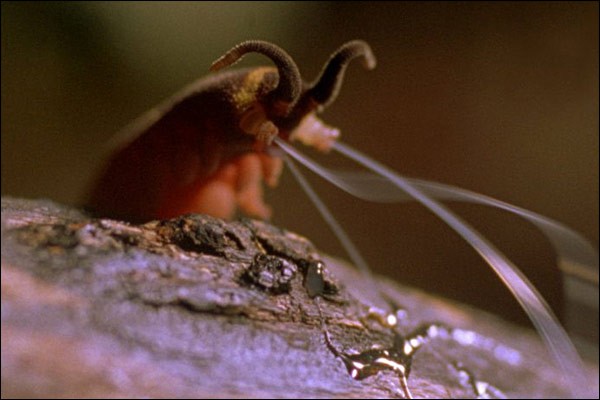 Hayat: Ağaçların Altındaki Böcekler Fotoğrafı