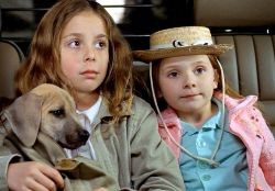 Kahraman Köpek Chestnut Fotoğrafı