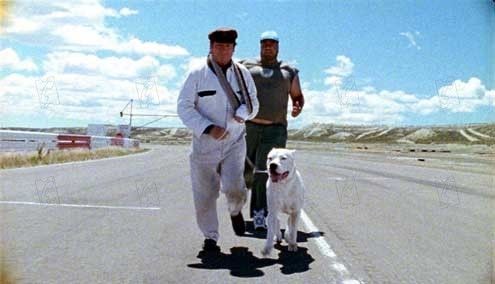 Bombon Köpek Fotoğrafı