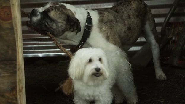 My Dog's Christmas Miracle Fotoğrafı