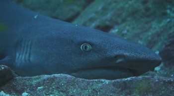 Kingdom of the Reefs Fotoğrafı