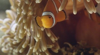 Kingdom of the Reefs Fotoğrafı