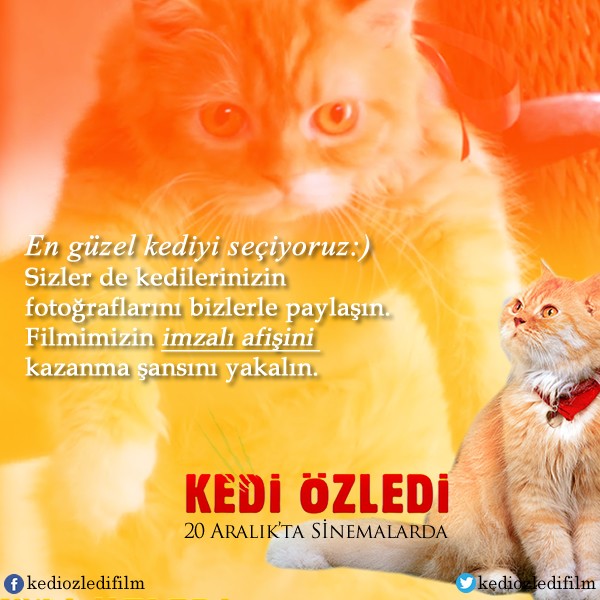 Kedi Özledi Fotoğrafı