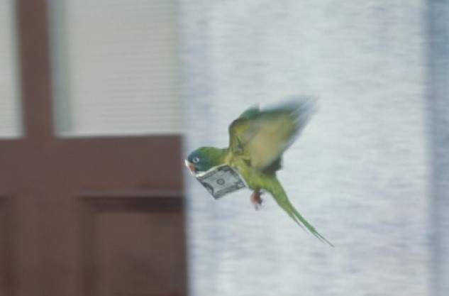 Geveze Papağan Paulie Fotoğrafı