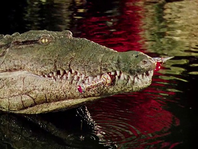 Ormanın Kitabı Fotoğrafı