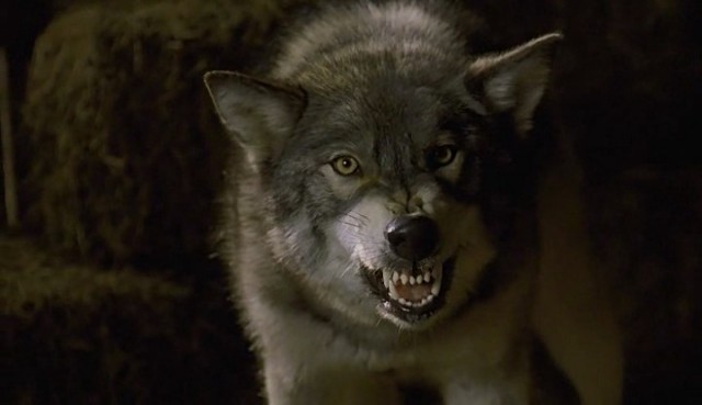 Beyaz Diş fotoğrafı