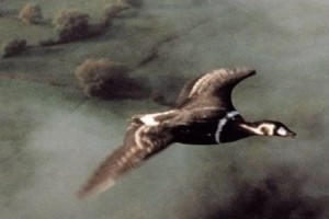 Kuşlar Kanatlı Uygarlık fotoğrafı