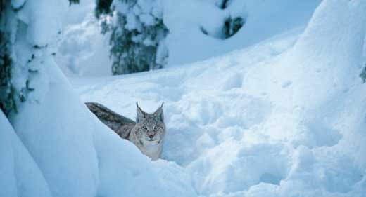 Tommy ile Vaşak fotoğrafı