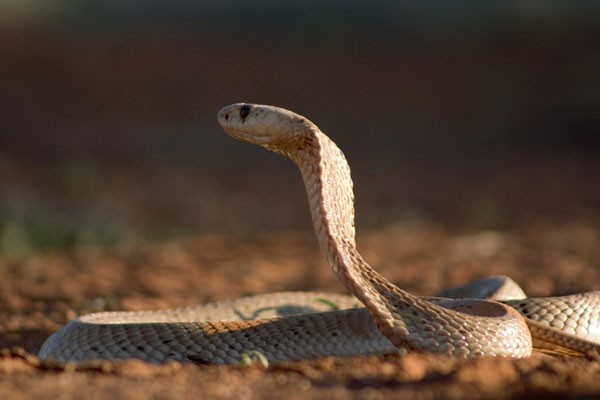 Mirket Ailesi Fotoğrafı