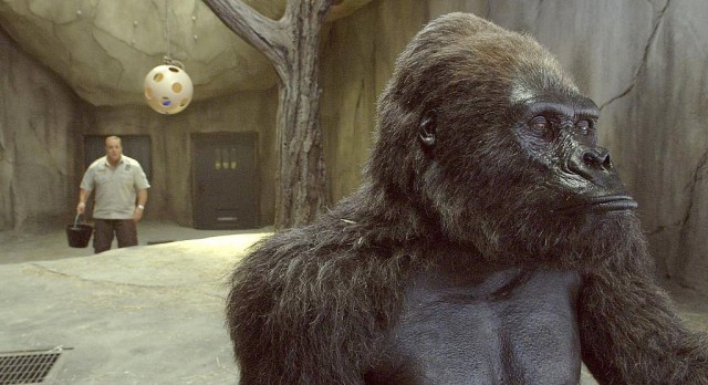 Hayvan Bakıcısı Fotoğrafı