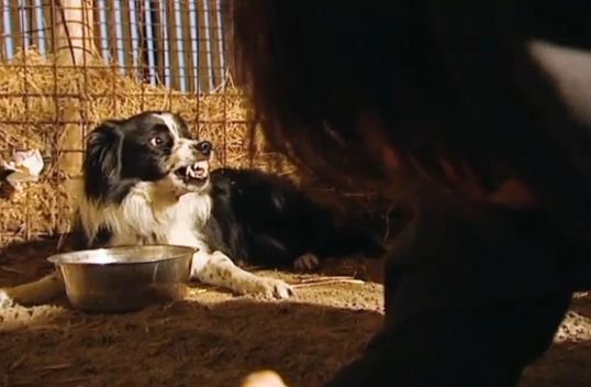 My Life As A Dog Fotoğrafı