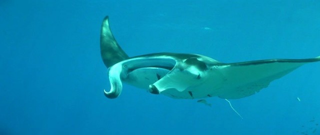 Atlantis fotoğrafı