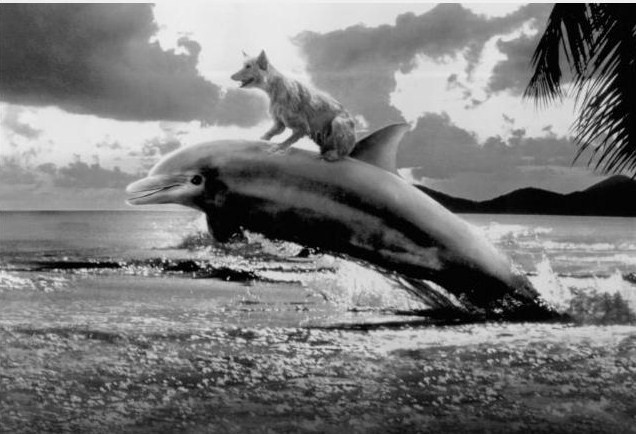 Zeus Ve Roxanne Fotoğrafı