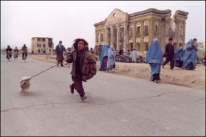 Şaşkın Köpekler Fotoğrafı