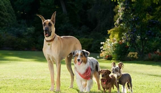 Marmaduke Fotoğrafı