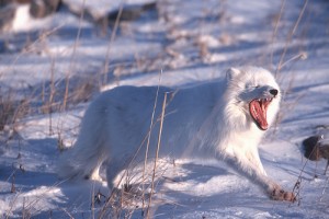 Beyaz Gezegen Fotoğrafı