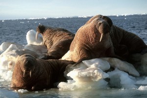 Beyaz Gezegen fotoğrafı