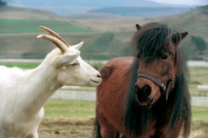 Şampiyon Zebra Fotoğrafı